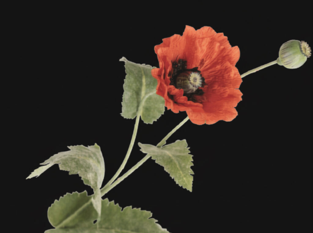 AMAPOLA DETALLE 1