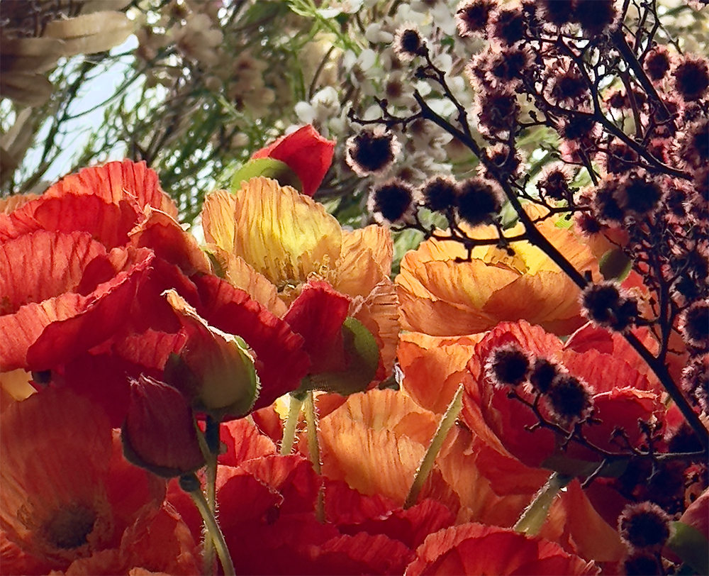 AMAPOLAS