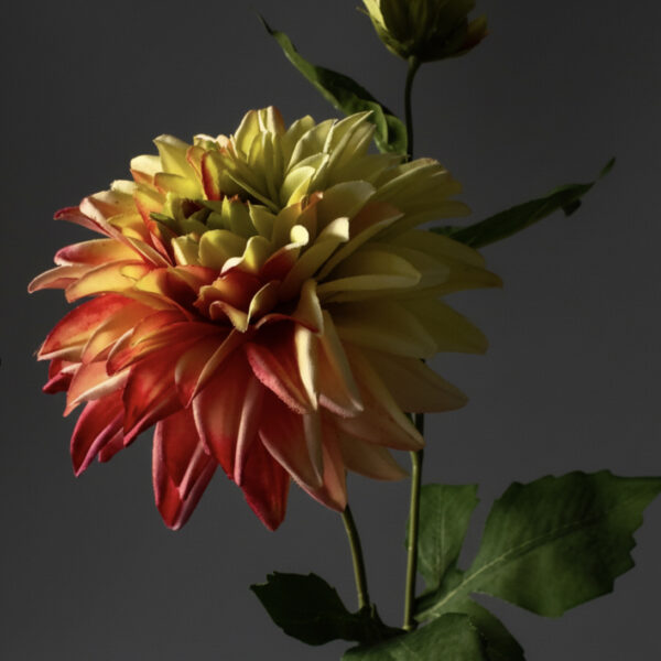 Dahlia rosa