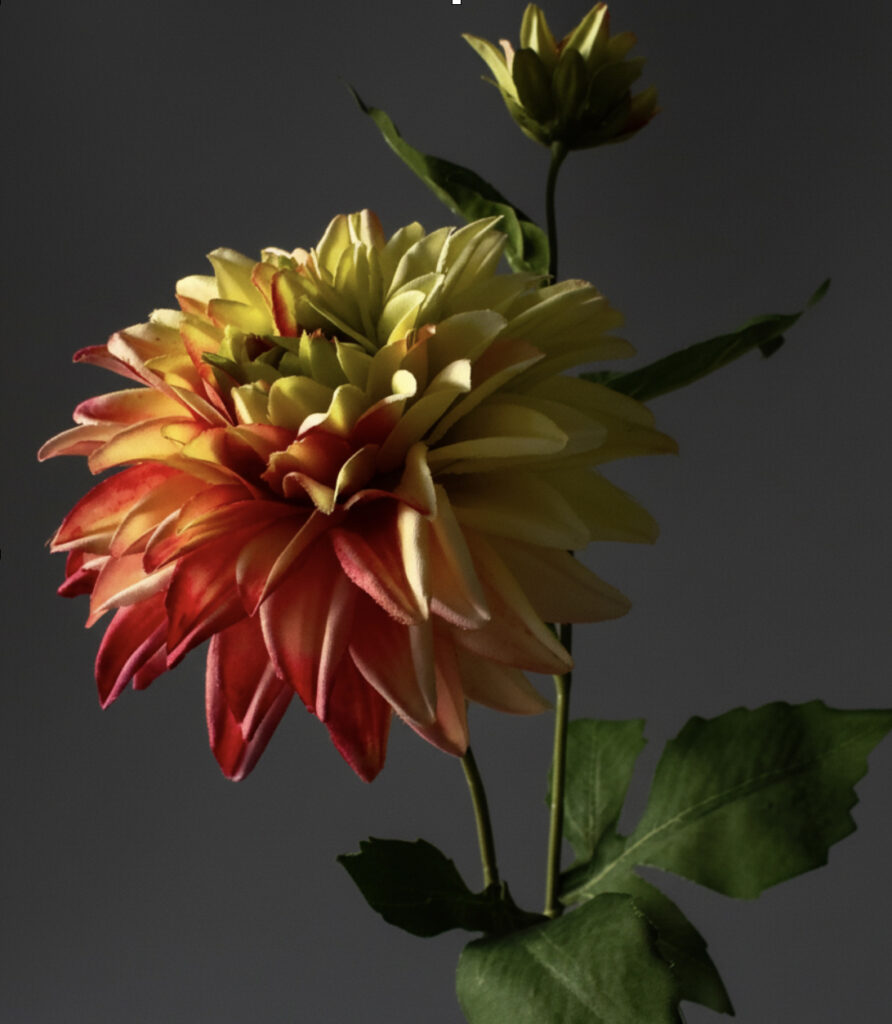 Dahlia rosa