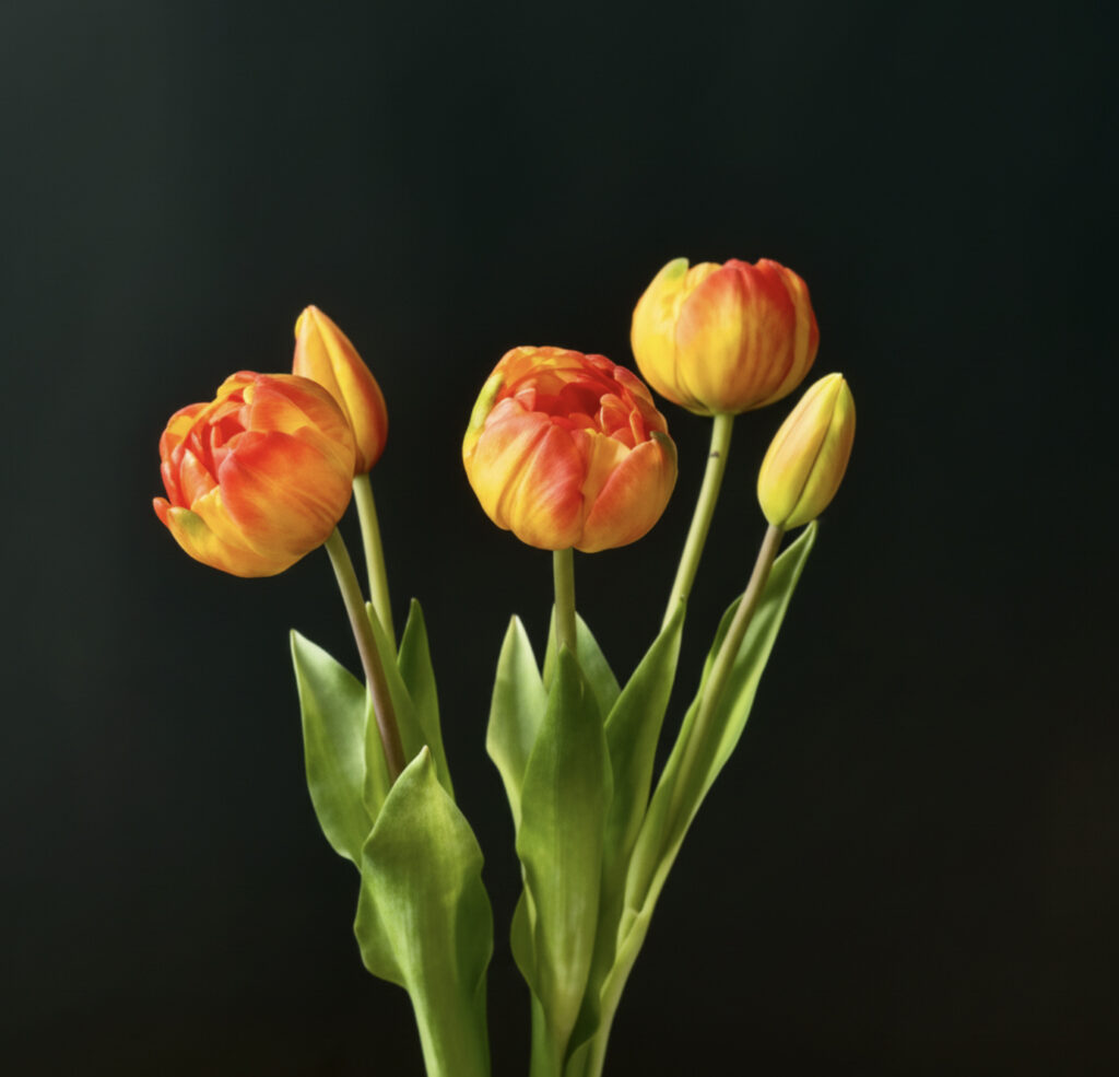 Tulipanes bicolores decorativos