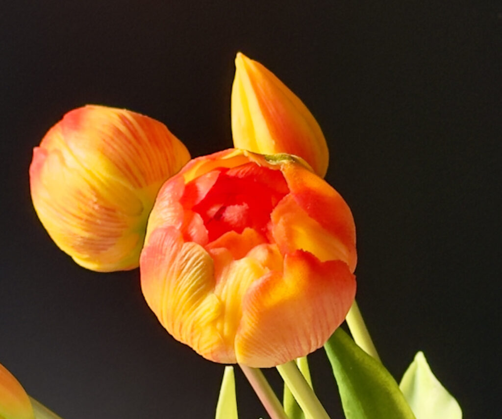 TULIPANES DETALLE