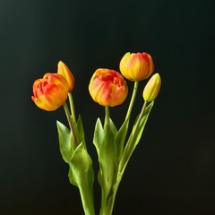 Ramo de tulipanes
